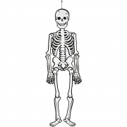 Skelett, vit, H: 120 cm, 300 g, 1 st.