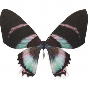Fjärilar, H: 6,1 cm, B: 7 cm, 300 g, 20 st./ 1 förp.