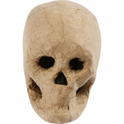 Kranium, H: 10 cm, 1 st.